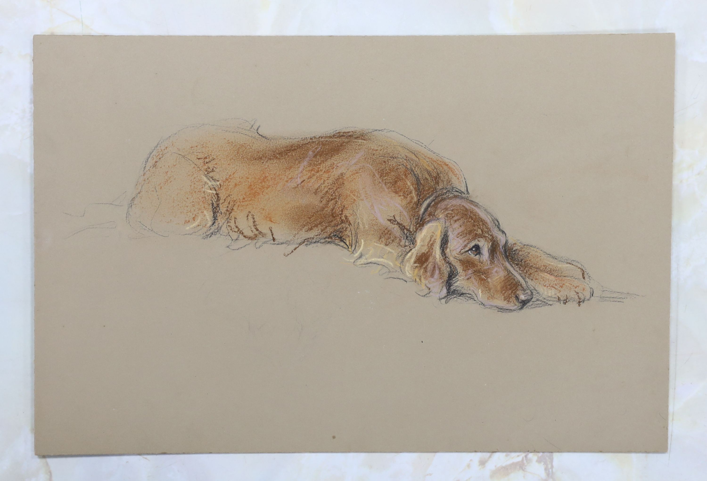 Lucy Dawson (1875-1954), pastel on buff paper, 'Prize Irish Setter', unsigned, title inscribed verso with Francis & Mills stamp, 25 x 37cm